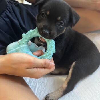 Maddison "Maddie" -  Chihuahua Dog for Adoption in Gainesville, Virginia - Maddison "Maddie" | PetCurious
