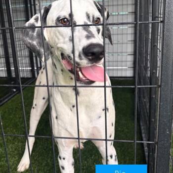 Rio -  Dalmatian Dog for Adoption in Tampa, Florida - Rio | PetCurious