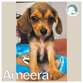 Ameera -  Beagle Dog for Adoption in Wadsworth, Illinois - Ameera | PetCurious