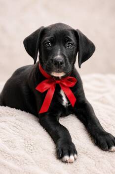 Flat Coated Retriever and Black Labrador Retriever Dogs Available for Adoption in Nahunta, Georgia - Willie Dixon | PetCurious