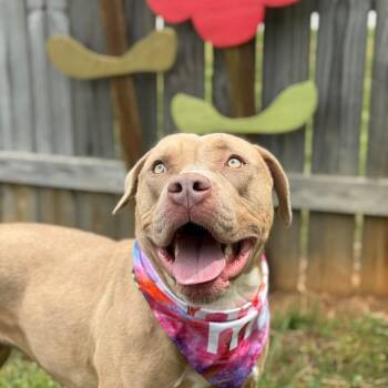 Daisy -  Pit Bull Terrier Dog for Adoption in Greensboro, North Carolina - Daisy | PetCurious
