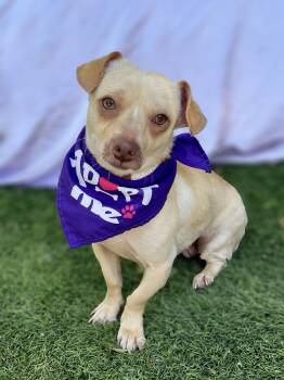 Chihuahua Dogs Available for Adoption in Rowland Heights, California - Minnie | PetCurious