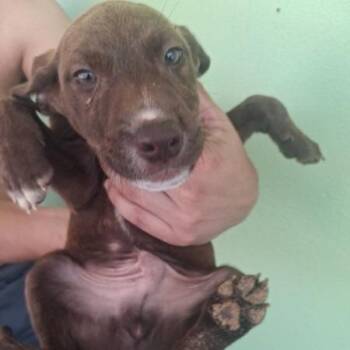 Mixed Breed Dogs Available for Adoption in Fairfax Station, Virginia - Kira | PetCurious
