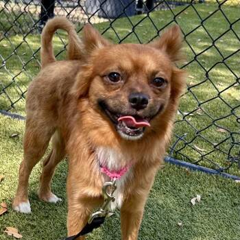 Santi -  Mixed Breed Dog for Adoption in Sarasota, Florida - Santi | PetCurious