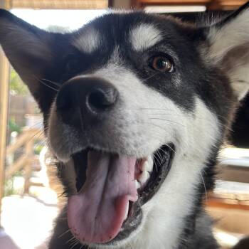 Rescue Alaskan Malamute Dogs for Adoption in Central Lake, Michigan - Hopper | PetCurious