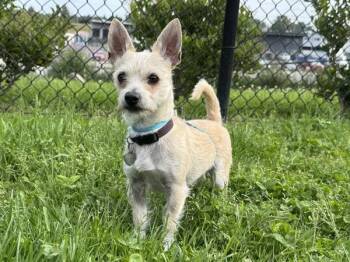 Chihuahua and Terrier Dogs Available for Adoption in Portland, Oregon - Tyrion | PetCurious