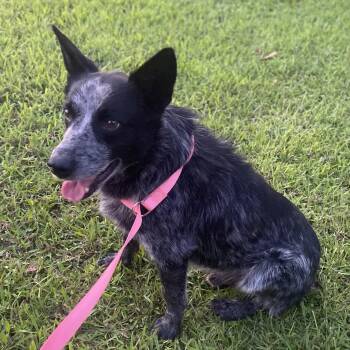 Rescue Australian Cattle Dog Blue Heeler Dogs for Adoption in Anniston, Alabama - Ryder | PetCurious