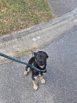 German Shepherd Dog Dogs Available for Adoption in Lawrenceville, Georgia - Pen 238 Benji | PetCurious