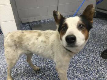 Australian Cattle Dog Blue Heeler and Mixed Breed Dogs Available for Adoption - JON | PetCurious