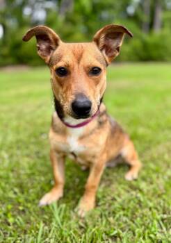 Danny Flamingo -  Jack Russell Terrier and Beagle Dog for Adoption in Elmwood, Louisiana - Danny Flamingo | PetCurious