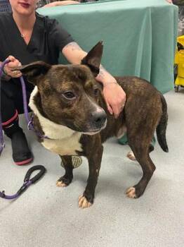 Pit Bull Terrier and Mixed Breed Dogs Available for Adoption - Tank | PetCurious