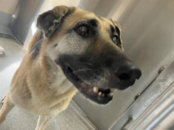 ALBA -  German Shepherd Dog Dog for Adoption in Tustin, California - ALBA | PetCurious