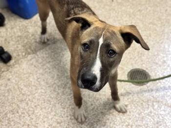 ADDISON -  German Shepherd Dog and Mixed Breed Dog for Adoption in Pueblo, Colorado - ADDISON | PetCurious