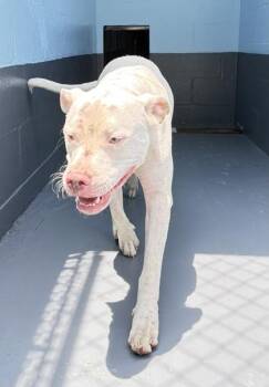Kane - 3 -  American Staffordshire Terrier and Mixed Breed Dog for Adoption in Daytona Beach, Florida - Kane - 3 | PetCurious
