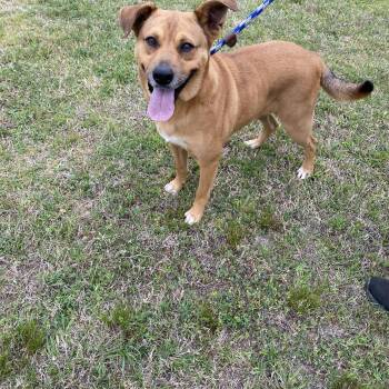 Labrador Retriever Dogs Available for Adoption - Bella | PetCurious