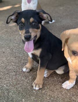 Rescue Labrador Retriever Dogs for Adoption in Rockaway, New Jersey - Garrett Lonestar | PetCurious