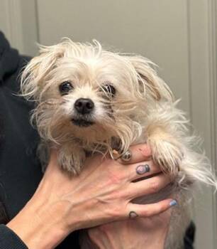 Terrier Dogs Available for Adoption - Smoochie | PetCurious