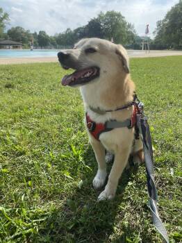Rescue Jindo and Beagle Dogs for Adoption in Waterloo, Ontario - Youngsil | PetCurious