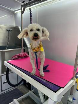 Poodle Dogs Available for Adoption - Gromit | PetCurious