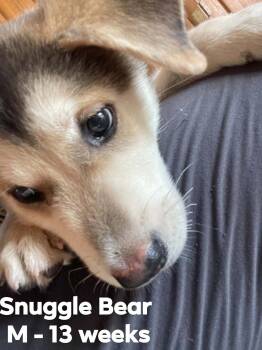 Snuggle Bear -  Husky and German Shepherd Dog Dog for Adoption in Calera, Alabama - Snuggle Bear | PetCurious