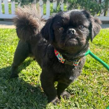 Pekingese Dogs Available for Adoption - Pong | PetCurious