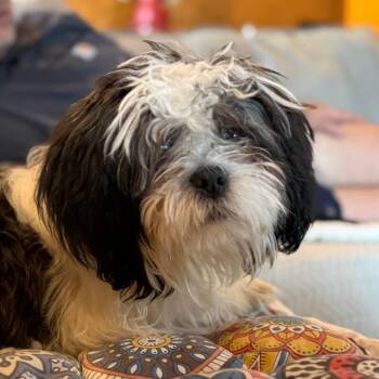 Shih Tzu Dogs Available for Adoption - Cosmo | PetCurious