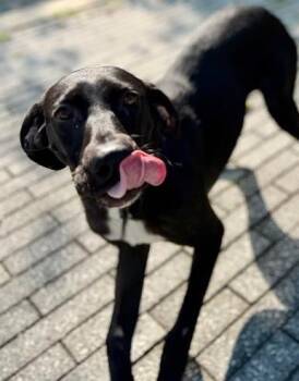 Labrador Retriever and Mixed Breed Dogs Available for Adoption in Kansas City, Missouri - Shelby | PetCurious