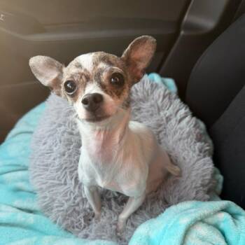 Maisey -  Chihuahua Dog for Adoption in Raleigh, North Carolina - Maisey | PetCurious