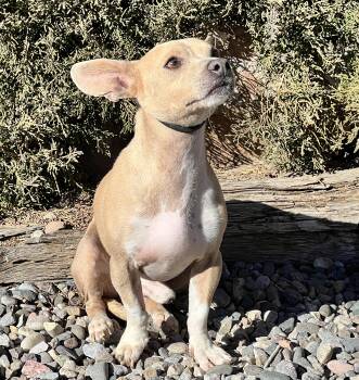 Chihuahua Dogs Available for Adoption - Adorable Adan Ears = DARLING ! | PetCurious