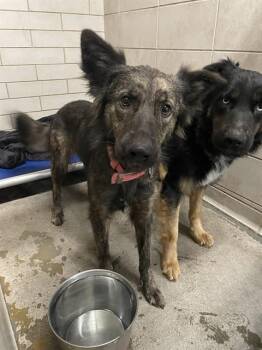 Australian Shepherd and Mixed Breed Dogs Available for Adoption in Stockton, California - WINNIE | PetCurious
