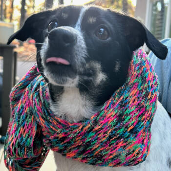 Rescue Chihuahua Dogs for Adoption in Helena, Alabama - Hope | PetCurious