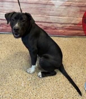 Labrador Retriever and Mixed Breed Dogs Available for Adoption - Roco - 2 | PetCurious