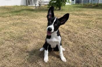 David -  Border Collie Dog for Adoption in Winfield, Kansas - David | PetCurious