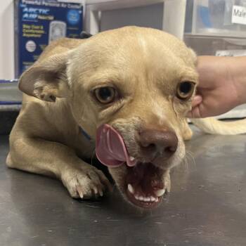 Cacahaute -  Mixed Breed Dog for Adoption in Yuma, Arizona - Cacahaute | PetCurious