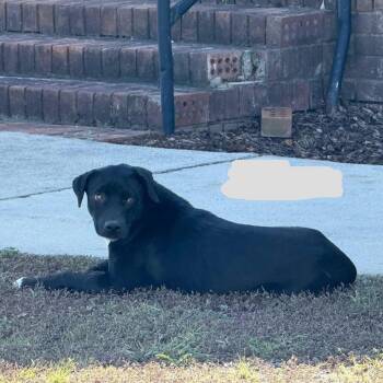 Rescue Pit Bull Terrier Dogs for Adoption in Huntsville, Alabama - Ash | PetCurious