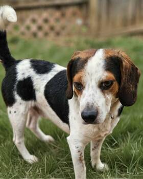 Rescue Beagle Dogs for Adoption in Fairmont, West Virginia - Rucker | PetCurious