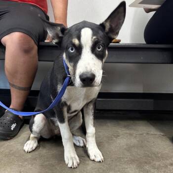 Husky Dogs Available for Adoption in Tampa, Florida - Snooki | PetCurious