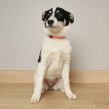 Border Collie and Mixed Breed Dogs Available for Adoption in Minnetonka, Minnesota - Janet D68741 | PetCurious