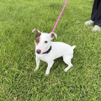 Jack Russell Terrier Dogs Available for Adoption in Carencro, Louisiana - Stinkerbug | PetCurious
