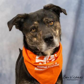 CERBERUS -  Pit Bull Terrier and Mixed Breed Dog for Adoption in Albuquerque, New Mexico - CERBERUS | PetCurious