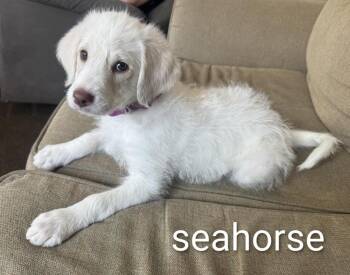 Poodle and Great Pyrenees Dogs Available for Adoption - Seahorse | PetCurious