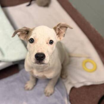Casper -  Mixed Breed Dog for Adoption in Asheville, North Carolina - Casper | PetCurious