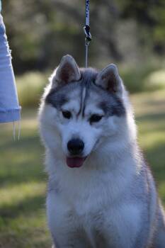 Siberian Husky Dogs Available for Adoption in Campbell, California - Cindy | PetCurious