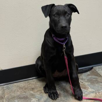 Rescue Black Labrador Retriever and Mixed Breed Dogs for Adoption in Houston, Texas - Raven | PetCurious