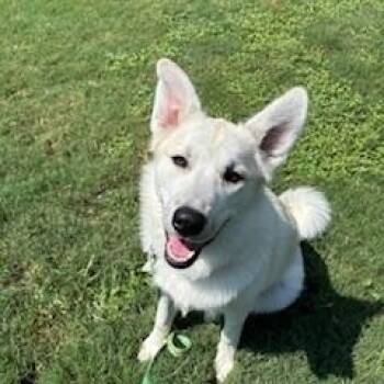 Rescue Great Pyrenees and Siberian Husky Dogs for Adoption in Waxhaw, North Carolina - Sasha | PetCurious