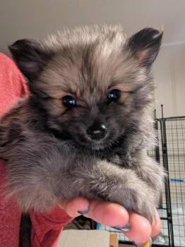 Pixel -  Pomeranian Dog for Adoption - Pixel | PetCurious