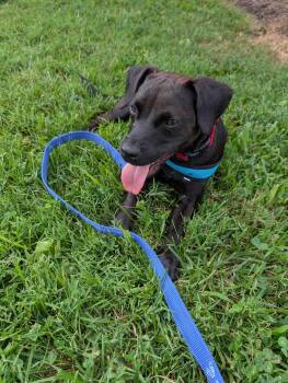 Crochet -  Black Labrador Retriever Dog for Adoption in Maidens, Virginia - Crochet | PetCurious
