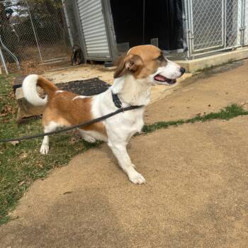 Rescue Corgi and Mixed Breed Dogs for Adoption in Denison, Texas - Molly | PetCurious