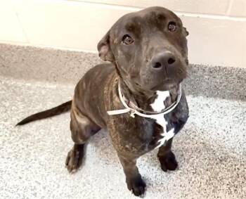 Pit Bull Terrier Dogs Available for Adoption in Houston, Texas - XENA | PetCurious