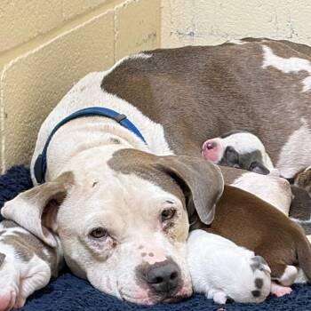Mindy -  Pit Bull Terrier and Mixed Breed Dog for Adoption in Palestine, Texas - Mindy | PetCurious